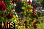 26.06.2025, Bad Wrishofen im Unterallgu, Tausende Rosen blhen im herrlichen Kurpark der Kneippstadt. 