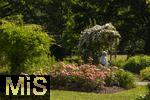 26.06.2025, Bad Wrishofen im Unterallgu, Tausende Rosen blhen im herrlichen Kurpark der Kneippstadt. 