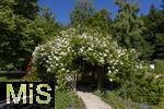 26.06.2025, Bad Wrishofen im Unterallgu, Tausende Rosen blhen im herrlichen Kurpark der Kneippstadt. 