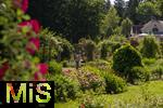 26.06.2025, Bad Wrishofen im Unterallgu, Tausende Rosen blhen im herrlichen Kurpark der Kneippstadt. 