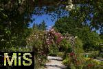 26.06.2025, Bad Wrishofen im Unterallgu, Tausende Rosen blhen im herrlichen Kurpark der Kneippstadt. 