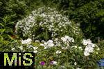 26.06.2025, Bad Wrishofen im Unterallgu, Tausende Rosen blhen im herrlichen Kurpark der Kneippstadt. 