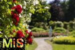 26.06.2025, Bad Wrishofen im Unterallgu, Tausende Rosen blhen im herrlichen Kurpark der Kneippstadt. 