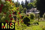 26.06.2025, Bad Wrishofen im Unterallgu, Tausende Rosen blhen im herrlichen Kurpark der Kneippstadt. 