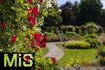 26.06.2025, Bad Wrishofen im Unterallgu, Tausende Rosen blhen im herrlichen Kurpark der Kneippstadt. 