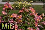 26.06.2025, Bad Wrishofen im Unterallgu, Tausende Rosen blhen im herrlichen Kurpark der Kneippstadt. 