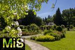 26.06.2025, Bad Wrishofen im Unterallgu, Tausende Rosen blhen im herrlichen Kurpark der Kneippstadt. 