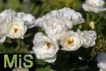 26.06.2025, Bad Wrishofen im Unterallgu, Tausende Rosen blhen im herrlichen Kurpark der Kneippstadt. 