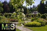26.06.2025, Bad Wrishofen im Unterallgu, Tausende Rosen blhen im herrlichen Kurpark der Kneippstadt. 
