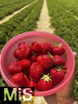 26.06.2025, Erdbeerfeld in Bad Wrishofen (Unterallgu), frisch gepflckte Erdbeeren vom Feld.  