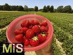 26.06.2025, Erdbeerfeld in Bad Wrishofen (Unterallgu), frisch gepflckte Erdbeeren vom Feld.  