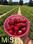 26.06.2025, Erdbeerfeld in Bad Wrishofen (Unterallgu), frisch gepflckte Erdbeeren vom Feld.  
