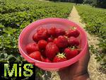 26.06.2025, Erdbeerfeld in Bad Wrishofen (Unterallgu), frisch gepflckte Erdbeeren vom Feld.  