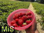 26.06.2025, Erdbeerfeld in Bad Wrishofen (Unterallgu), frisch gepflckte Erdbeeren vom Feld.  