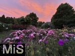 02.07.2025, Bad Wrishofen im Unterallgu, Tausende Rosen blhen im herrlichen Kurpark der Kneippstadt, beeindruckend hier der glhende Wolkenhimmel mit Abendrot im Hintergrund.