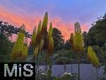 02.07.2025, Bad Wrishofen im Unterallgu, Blhsaison im herrlichen Kurpark der Kneippstadt, beeindruckend hier der glhende Wolkenhimmel mit Abendrot im Hintergrund.