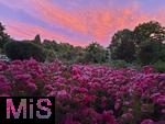 02.07.2025, Bad Wrishofen im Unterallgu, Tausende Rosen blhen im herrlichen Kurpark der Kneippstadt, beeindruckend hier der glhende Wolkenhimmel mit Abendrot im Hintergrund.