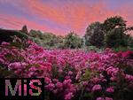 02.07.2025, Bad Wrishofen im Unterallgu, Tausende Rosen blhen im herrlichen Kurpark der Kneippstadt, beeindruckend hier der glhende Wolkenhimmel mit Abendrot im Hintergrund.