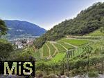 29.6.2025, Meran in Sdtirol, Italien. Ortsteil Algund, am Hang eines Weinberges.