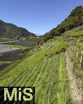 29.6.2025, Meran in Sdtirol, Italien. Ortsteil Algund, am Hang eines Weinberges.