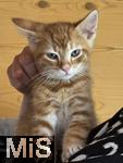14.07.2025,  Bad Wrishofen im Unterallgu: Eine Katze als Haustier. Junger 2 Wochen alter Kater lsst sich die Streicheleinheiten gefallen.