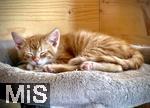 14.07.2025,  Bad Wrishofen im Unterallgu: Eine Katze als Haustier. Junger 2 Wochen alter Kater liegt schlafend in seinem Katzenbett aus Fell.
