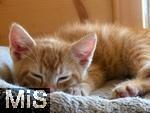 14.07.2025,  Bad Wrishofen im Unterallgu: Eine Katze als Haustier. Junger 2 Wochen alter Kater liegt schlafend in seinem Katzenbett aus Fell.