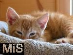 14.07.2025,  Bad Wrishofen im Unterallgu: Eine Katze als Haustier. Junger 2 Wochen alter Kater liegt schlafend in seinem Katzenbett aus Fell.