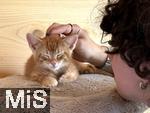 14.07.2025,  Bad Wrishofen im Unterallgu: Eine Katze als Haustier. Junger 2 Wochen alter Kater lsst sich die Streicheleinheiten gefallen.