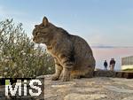 23.07.2025,  Beliebtes Reiseziel der Deutschen, Mallorca. Hier Cala Ratjada an der Cala Agulla. Streunende Katze schaut aufs Meer.