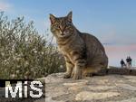 23.07.2025,  Beliebtes Reiseziel der Deutschen, Mallorca. Hier Cala Ratjada an der Cala Agulla. Streunende Katze.