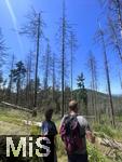 20.06.2025, Olbersdorf in Sachsen (Grlitz), Waldsterben in den Wldern um den Tpfer Berg. Reihenweise graue, trockene, nackte Bume ragen wie ein Meer aus dnnen Ngeln in den Himmel. Der jahrzehntealte Wald hier ist innerhalb weniger Jahre zu einem Baumfriedhof geworden, (Modelreleased)