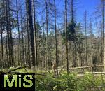 20.06.2025, Olbersdorf in Sachsen (Grlitz), Waldsterben in den Wldern um den Tpfer Berg. Reihenweise graue, trockene, nackte Bume ragen wie ein Meer aus dnnen Ngeln in den Himmel. Der jahrzehntealte Wald hier ist innerhalb weniger Jahre zu einem Baumfriedhof geworden, (Modelreleased)