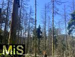 20.06.2025, Olbersdorf in Sachsen (Grlitz), Waldsterben in den Wldern um den Tpfer Berg. Reihenweise graue, trockene, nackte Bume ragen wie ein Meer aus dnnen Ngeln in den Himmel. Der jahrzehntealte Wald hier ist innerhalb weniger Jahre zu einem Baumfriedhof geworden, (Modelreleased)