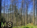 20.06.2025, Olbersdorf in Sachsen (Grlitz), Waldsterben in den Wldern um den Tpfer Berg. Reihenweise graue, trockene, nackte Bume ragen wie ein Meer aus dnnen Ngeln in den Himmel. Der jahrzehntealte Wald hier ist innerhalb weniger Jahre zu einem Baumfriedhof geworden, (Modelreleased)