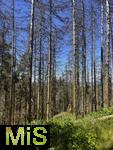 20.06.2025, Olbersdorf in Sachsen (Grlitz), Waldsterben in den Wldern um den Tpfer Berg. Reihenweise graue, trockene, nackte Bume ragen wie ein Meer aus dnnen Ngeln in den Himmel. Der jahrzehntealte Wald hier ist innerhalb weniger Jahre zu einem Baumfriedhof geworden, (Modelreleased)