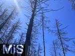 20.06.2025, Olbersdorf in Sachsen (Grlitz), Waldsterben in den Wldern um den Tpfer Berg. Reihenweise graue, trockene, nackte Bume ragen wie ein Meer aus dnnen Ngeln in den Himmel. Der jahrzehntealte Wald hier ist innerhalb weniger Jahre zu einem Baumfriedhof geworden, (Modelreleased)
