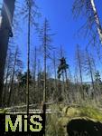 20.06.2025, Olbersdorf in Sachsen (Grlitz), Waldsterben in den Wldern um den Tpfer Berg. Reihenweise graue, trockene, nackte Bume ragen wie ein Meer aus dnnen Ngeln in den Himmel. Der jahrzehntealte Wald hier ist innerhalb weniger Jahre zu einem Baumfriedhof geworden, (Modelreleased)