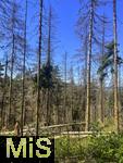 20.06.2025, Olbersdorf in Sachsen (Grlitz), Waldsterben in den Wldern um den Tpfer Berg. Reihenweise graue, trockene, nackte Bume ragen wie ein Meer aus dnnen Ngeln in den Himmel. Der jahrzehntealte Wald hier ist innerhalb weniger Jahre zu einem Baumfriedhof geworden, (Modelreleased)