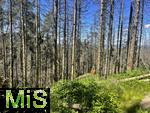 20.06.2025, Olbersdorf in Sachsen (Grlitz), Waldsterben in den Wldern um den Tpfer Berg. Reihenweise graue, trockene, nackte Bume ragen wie ein Meer aus dnnen Ngeln in den Himmel. Der jahrzehntealte Wald hier ist innerhalb weniger Jahre zu einem Baumfriedhof geworden, (Modelreleased)