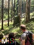 20.06.2025, Olbersdorf in Sachsen (Grlitz), Waldsterben in den Wldern um den Tpfer Berg. Reihenweise graue, trockene, nackte Bume ragen wie ein Meer aus dnnen Ngeln in den Himmel. Der jahrzehntealte Wald hier ist innerhalb weniger Jahre zu einem Baumfriedhof geworden, (Modelreleased)