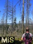 20.06.2025, Olbersdorf in Sachsen (Grlitz), Waldsterben in den Wldern um den Tpfer Berg. Reihenweise graue, trockene, nackte Bume ragen wie ein Meer aus dnnen Ngeln in den Himmel. Der jahrzehntealte Wald hier ist innerhalb weniger Jahre zu einem Baumfriedhof geworden, (Modelreleased)