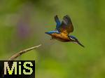 07.08.2025, Landsberg am Lech (Bayern),  Ein Eisvogel (Alcedo atthis) bei der Futtersuche auf einem Ast in den Lech-Auen.