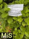 10.08.2025, Bad Wrishofen im Unterallgu. Nachricht an einen Blumendieb ? er soll sich schmen?