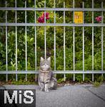 20.08.2025,  Bad Wrishofen im Unterallgu: EIne neugierige Katze auf der Strae in einem Wohngebiet.  