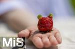 26.06.2025, Erdbeerfeld in Bad Wrishofen (Unterallgu), frisch gepflckte Erdbeeren vom Feld. Kleiner Junge hat ein besonderes Exemplar gefunden, die Frucht scheint zwei grne Ohren zu haben.