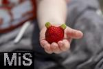 26.06.2025, Erdbeerfeld in Bad Wrishofen (Unterallgu), frisch gepflckte Erdbeeren vom Feld. Kleiner Junge hat ein besonderes Exemplar gefunden, die Frucht scheint zwei grne Ohren zu haben.