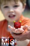 26.06.2025, Erdbeerfeld in Bad Wrishofen (Unterallgu), frisch gepflckte Erdbeeren vom Feld. Kleiner Junge hat ein besonderes Exemplar gefunden, die Frucht scheint zwei grne Ohren zu haben.