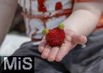 26.06.2025, Erdbeerfeld in Bad Wrishofen (Unterallgu), frisch gepflckte Erdbeeren vom Feld. Kleiner Junge hat ein besonderes Exemplar gefunden, die Frucht scheint zwei grne Ohren zu haben.