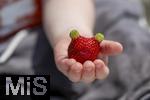 26.06.2025, Erdbeerfeld in Bad Wrishofen (Unterallgu), frisch gepflckte Erdbeeren vom Feld. Kleiner Junge hat ein besonderes Exemplar gefunden, die Frucht scheint zwei grne Ohren zu haben.